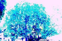 platano ippocrate platano